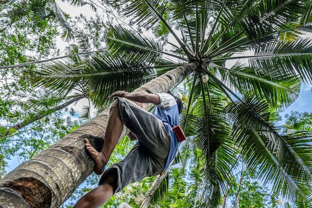 Tiro de ángulo bajo de un hombre trepando una palmera alta