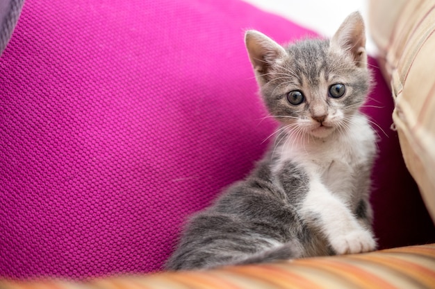 Tiro de ángulo bajo de un lindo gatito sentado en el sofá