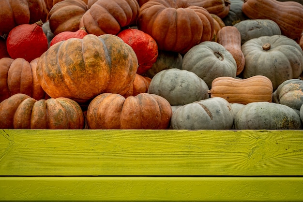 Tiro de ángulo bajo de muchas calabazas coloridas llenas en una caja de madera verde