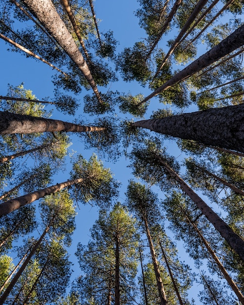 Tiro de ángulo bajo de muchos hermosos árboles altos bajo un cielo azul