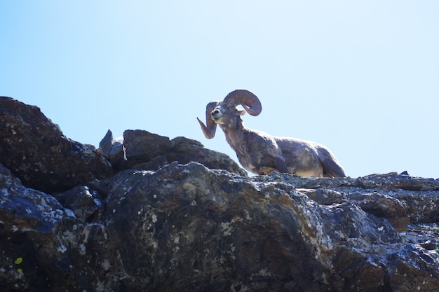 Tiro de ángulo bajo de una oveja opaca con confianza de pie sobre una roca en el Parque Nacional Glacier, Montana