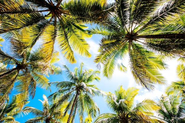 Tiro de ángulo bajo de palmeras bajo un cielo nublado azul