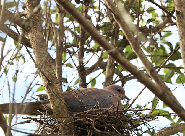 Tiro de ángulo bajo de una paloma sentada en su nido entre las ramas de un árbol
