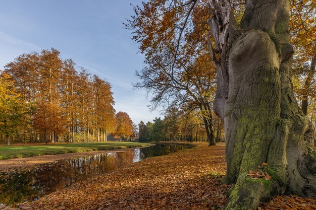 Tiro de ángulo bajo de un parque con un lago y árboles en medio de un día fresco