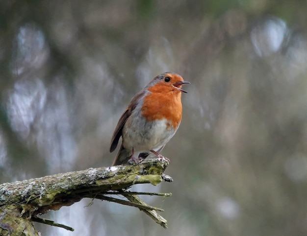 Tiro de ángulo bajo de un pequeño petirrojo feliz de pie sobre una rama en el bosque