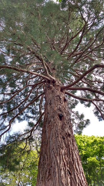 Tiro de ángulo bajo de un pino con muchas ramas y agujas durante la primavera
