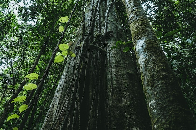 Foto gratuita tiro de ángulo bajo de pinos de hoja larga que crecen en un bosque verde