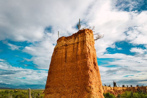 Tiro de ángulo bajo de plantas silvestres en la roca en el desierto de Tatacoa, Colombia