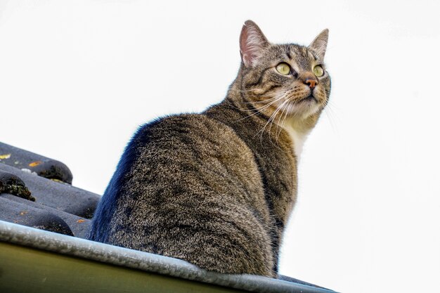 Tiro de ángulo bajo de primer plano de un hermoso gato con ojos verdes de pie sobre un techo