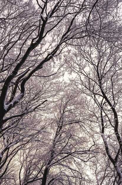 Tiro de ángulo bajo vertical de los altos árboles cubiertos de nieve en invierno