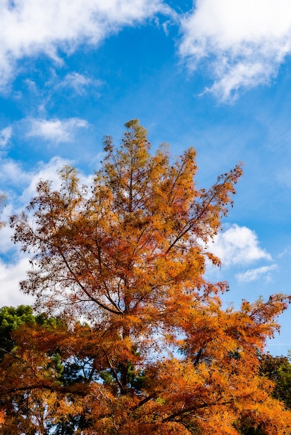 Tiro de ángulo bajo vertical de un naranjo en el otoño y un cielo azul