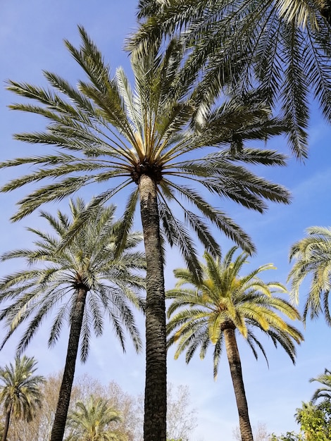 Tiro de ángulo bajo vertical de palmeras con el cielo azul