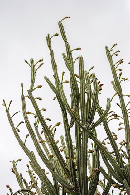 Tiro de ángulo bajo vertical de plantas de cactus verdes bajo un cielo despejado