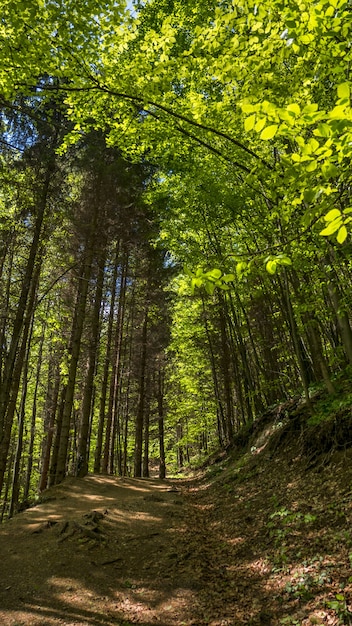 Tiro de ángulo bajo vertical de un sendero en el bosque