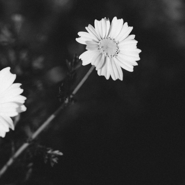 Tiro blanco y negro de una flor floreciente