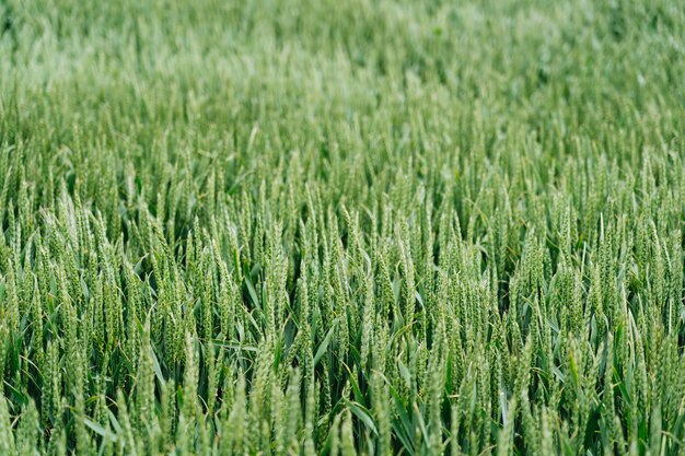 Tiro cercano de un campo de hierba dulce con un borroso