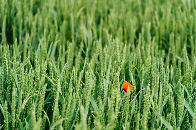 Tiro cercano de una flor roja en un campo de hierba dulce