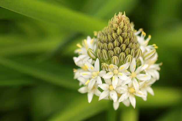 Tiro cercano de flores blancas que florece con un borroso