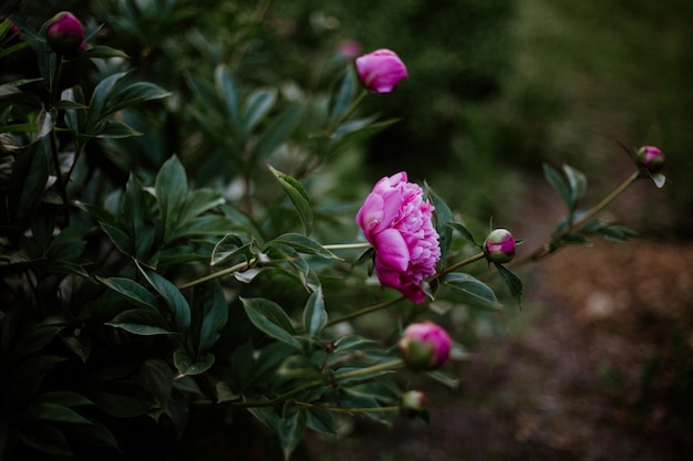 Tiro cercano de flores rosadas con un natural borroso