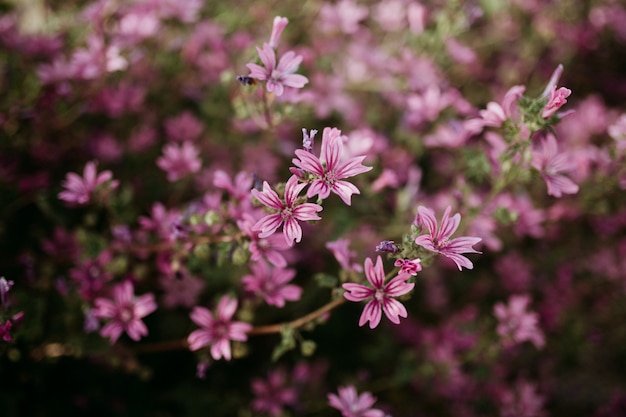 Tiro cercano de flores rosas claras con un natural borroso