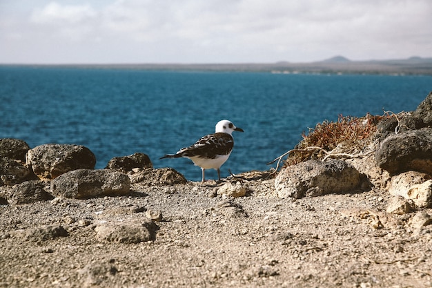 Tiro cercano de una gaviota con un pico negro de pie sobre un acantilado con un mar borroso