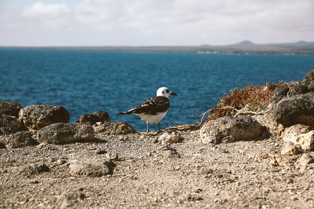 Tiro cercano de una gaviota con un pico negro de pie sobre un acantilado con un mar borroso