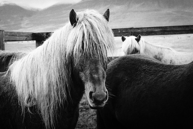 Tiro cercano de hermosos caballos salvajes de pelo largo