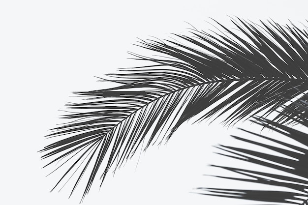 Tiro cercano de la hoja de la palmera con una superficie blanca