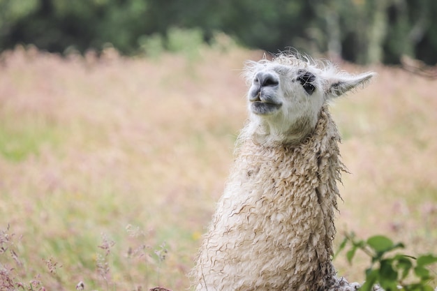 Foto gratuita tiro cercano de un lama en un campo de hierba seca