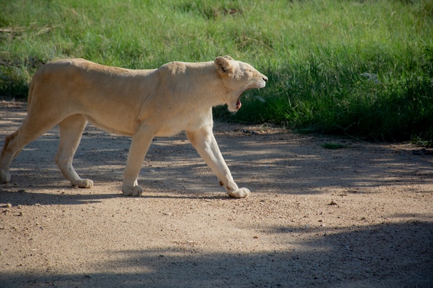 Tiro cercano de un león caminando y gritando cerca de un campo de hierba en un día soleado