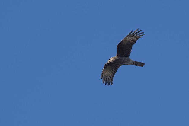 Tiro bajo de un Chimango caracara elevándose alto contra un cielo azul claro