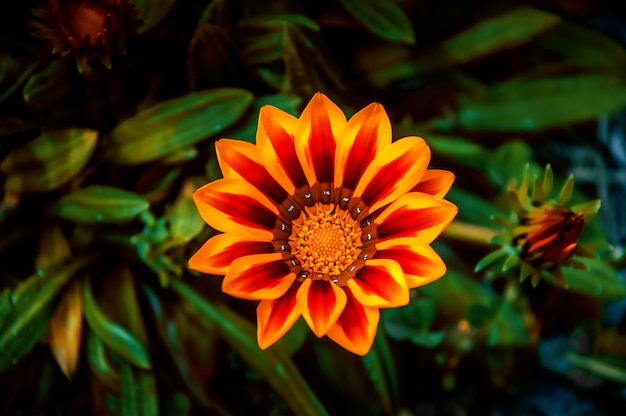 Foto gratuita tiro de enfoque selectivo de alto ángulo de una linda planta con flores de osteospermum