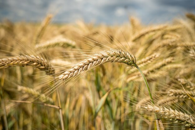 Tiro de enfoque selectivo de ramas de trigo que crecen en el campo