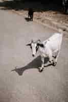 Foto gratuita tiro de enfoque selectivo vertical de una cabra blanca en el camino en el campo