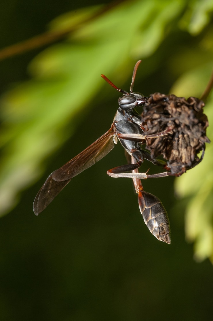 Foto gratuito tiro de enfoque selectivo vertical de un insecto
