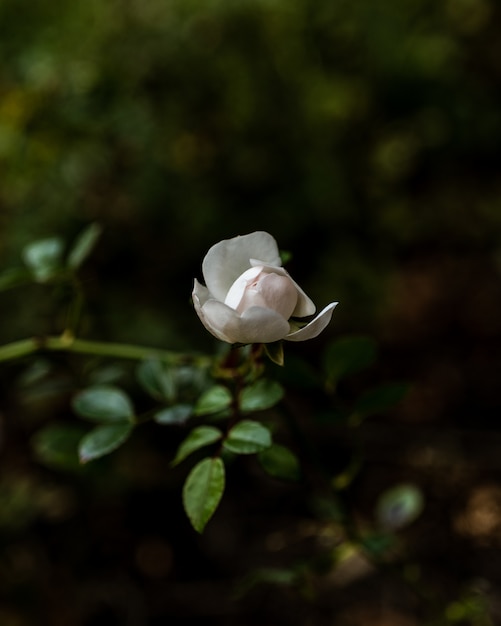 Tiro de enfoque selectivo vertical de una linda rosa de jardín blanco