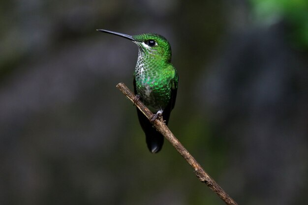 Tiro de enfoque superficial de un colibrí posado en una rama
