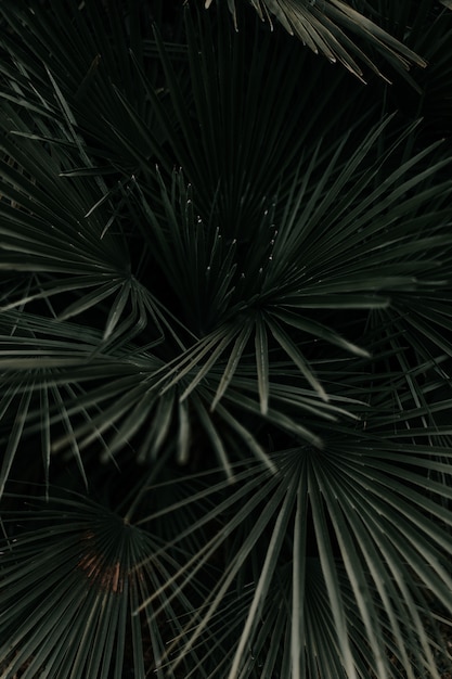 Tiro en escala de grises de hermosas hojas de palmera