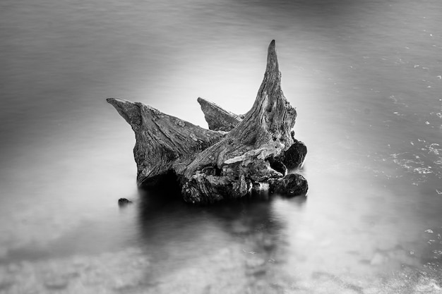 Foto gratuita tiro en escala de grises de un trozo de madera en el mar