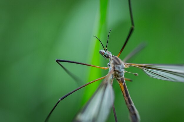 Tiro extremo cercano de una libélula sentada en una planta en un bosque