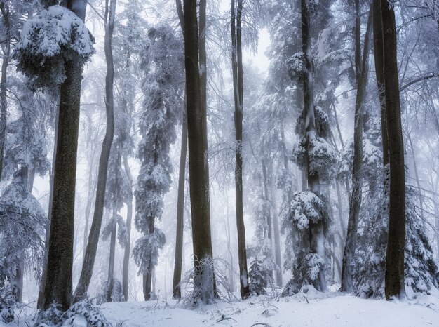 Tiro hermoso de ángulo bajo de los árboles en el bosque durante la temporada de invierno