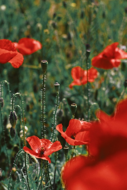 Foto gratuita tiro hermoso del primer de las flores rojas de la amapola que florece en un campo verde