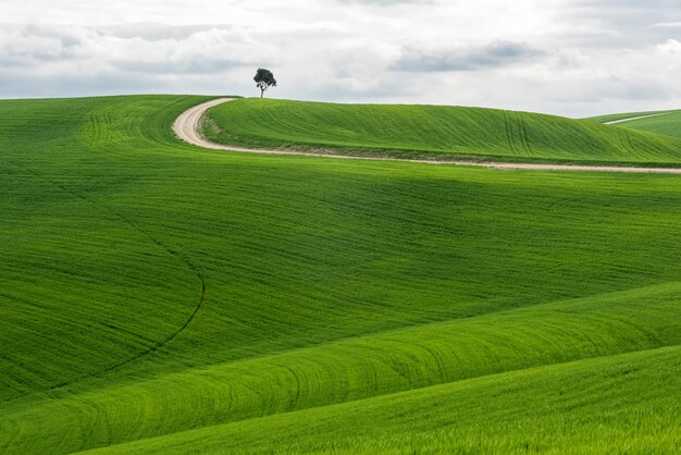 Tiro horizontal de un árbol aislado en un campo verde con un camino bajo el cielo nublado