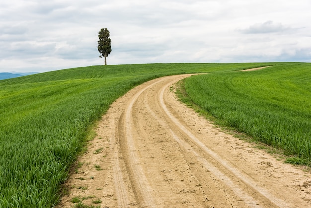 Tiro horizontal de un árbol aislado en un campo verde con un camino bajo el cielo nublado