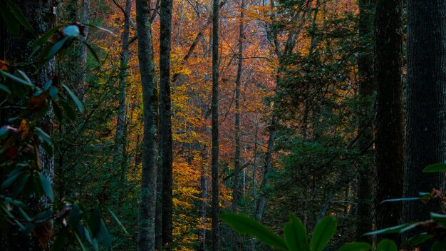 Tiro horizontal de árboles en un bosque durante el otoño