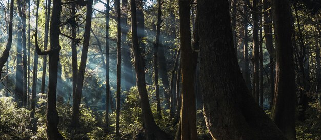 Tiro horizontal de árboles y plantas verdes en un bosque