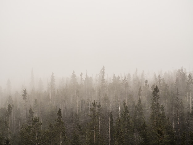 Tiro horizontal de un bosque de niebla con árboles altos cubiertos de niebla