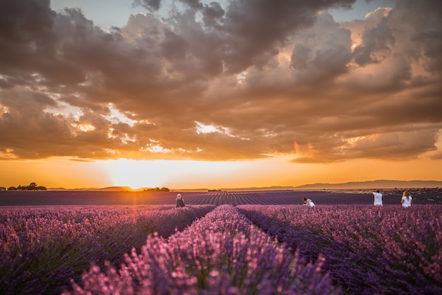 Tiro horizontal de un campo de hermosas flores de lavanda inglesa púrpura bajo un colorido cielo nublado