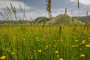 Foto gratuita tiro horizontal de hermosas flores amarillas en un campo de hierba rodeado de altas montañas en italia
