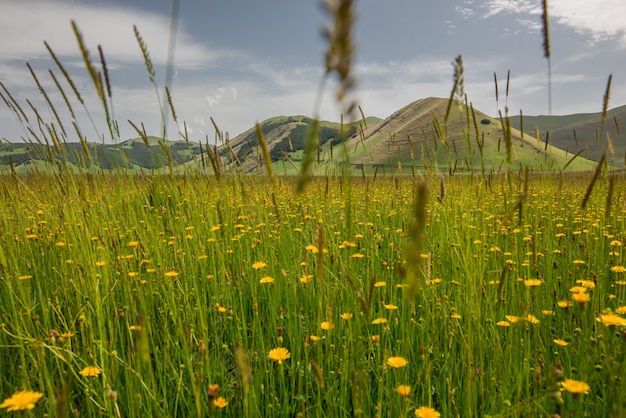 Tiro horizontal de hermosas flores amarillas en un campo de hierba rodeado de altas montañas en Italia